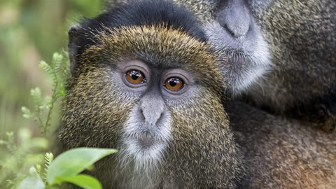 golden monkey in mgahinga