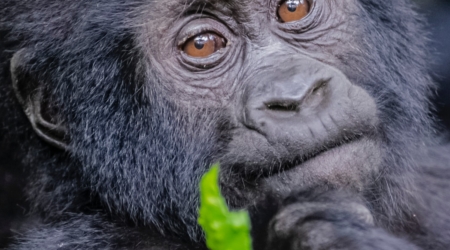 Bwindi Gorilla Safari