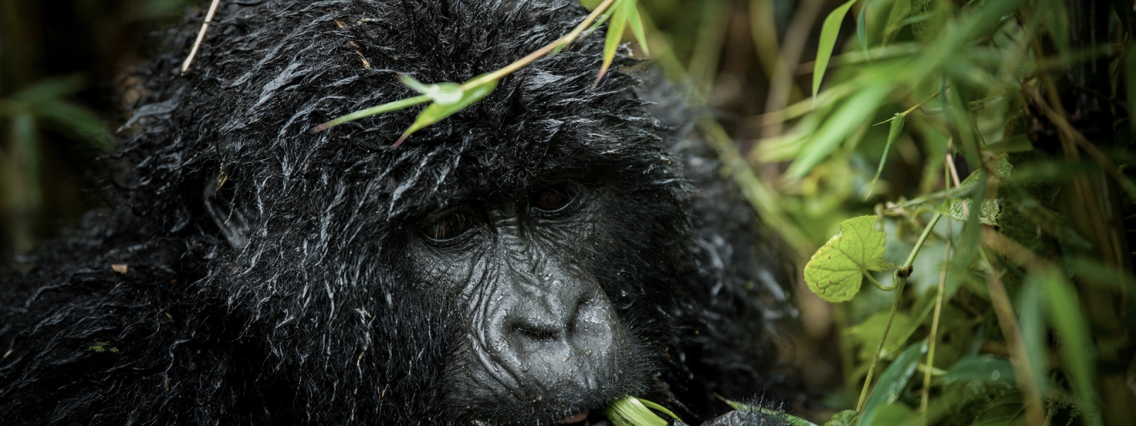 Uganda Safaris - Gorilla Trekking & Forest Hiking Tours