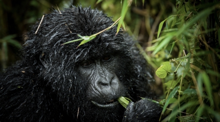 Uganda Safaris - Gorilla Trekking & Forest Hiking Tours