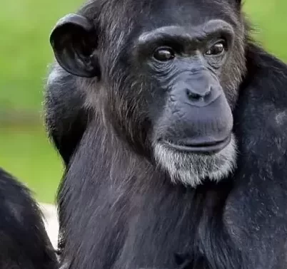 chimpanzee tracking in kibale