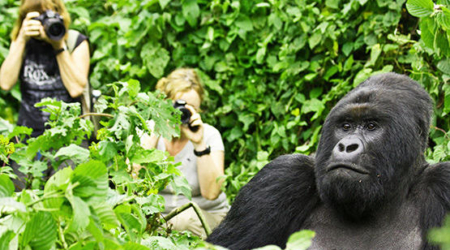 Gorilla -tracking in bwindi