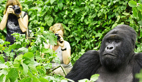 Gorilla -tracking in bwindi