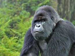 silverback in bwindi