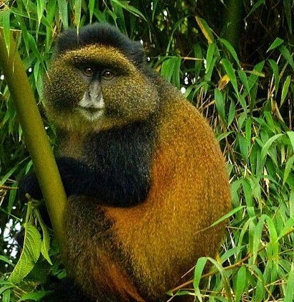 Golden-monkey in mgahinga national park