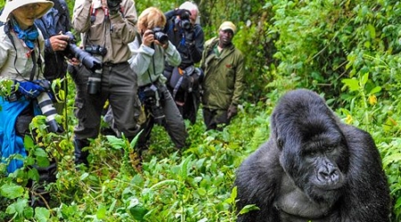 Gorilla trekking in bwindi