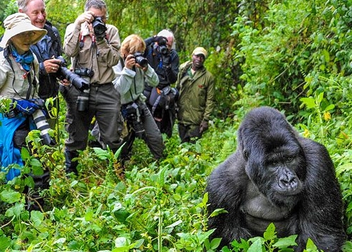 Gorilla-trekking in bwindi