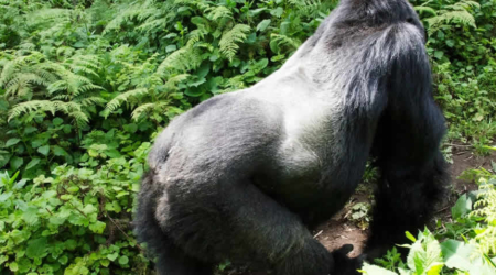 silverback gorilla in Bwindi national park