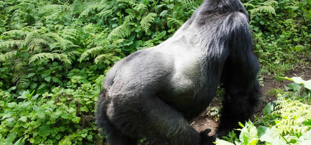 silverback gorilla in Bwindi national park