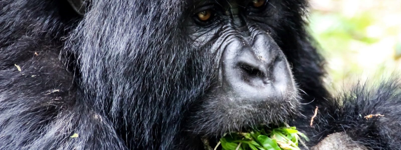 Gorilla conservation in Uganda