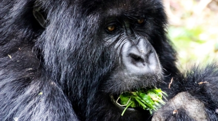 Gorilla conservation in Uganda