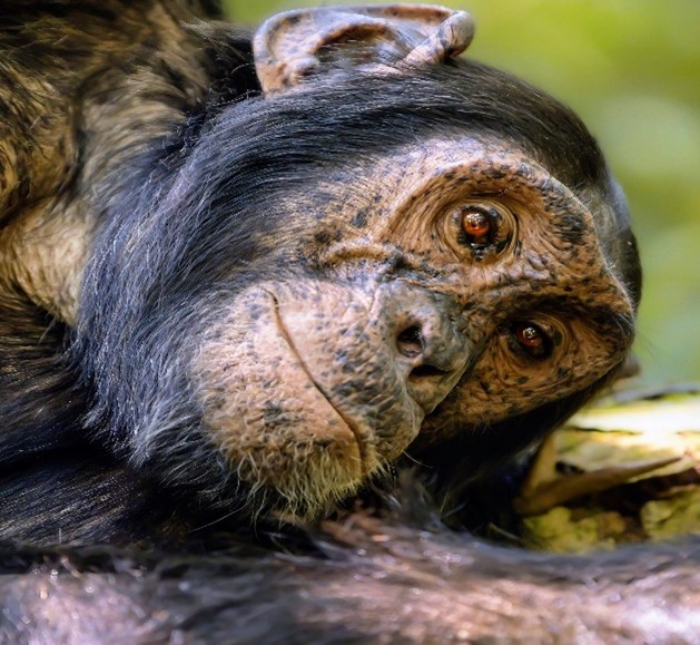 primates in Bwindi